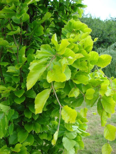 Fagus sylvatica 'Dawick Gold' feuille